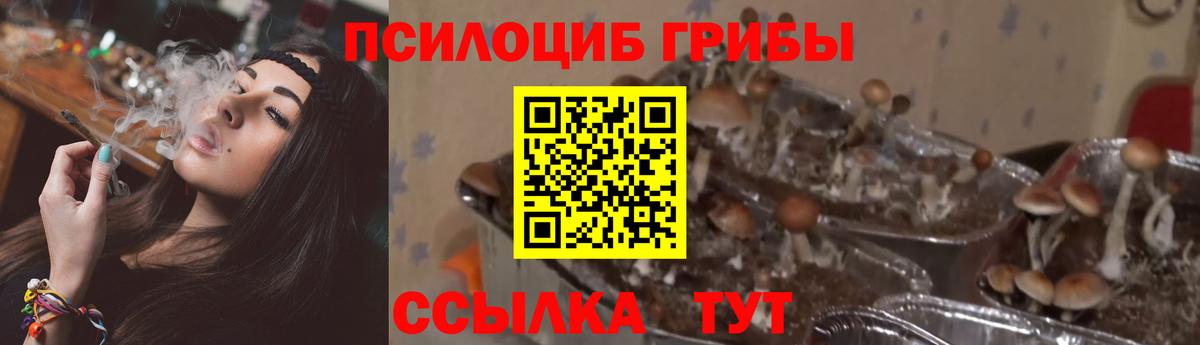 Великий Новгород  Псилоцибиновые грибы Psilocybine cubensis  закладка  Вход с VPN  Галлюциногенные грибы Psilocybine cubensis 
